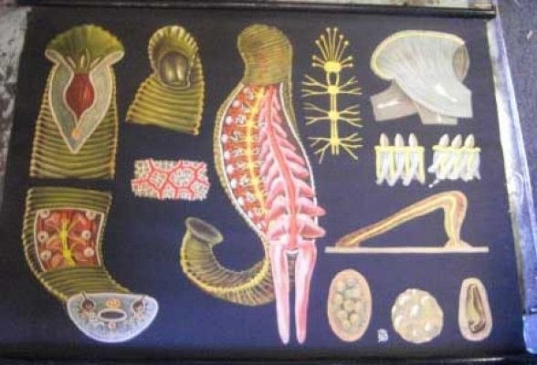 Leech Chart | Anatomy Period Props