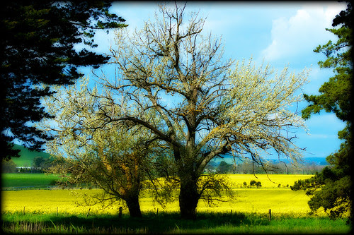 Australian Canola Field
