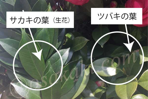 神棚に飾る 榊 さかき って どんな木 お榊ドットコム Osakaki Com