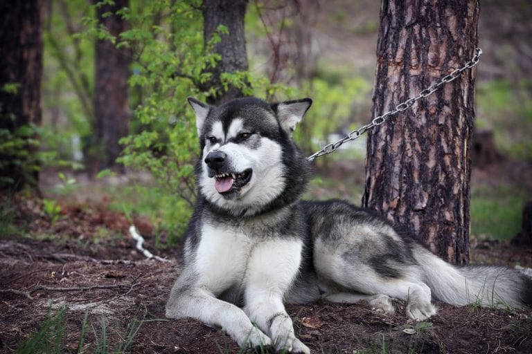 Most Dangerous Dog Breeds