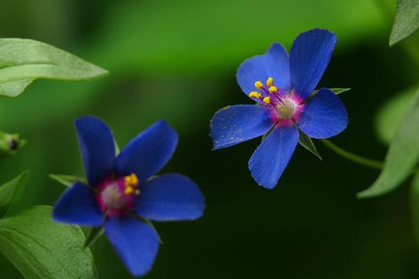 清新可愛的盆栽花卉 琉璃繁縷的栽培技術 Ifuun
