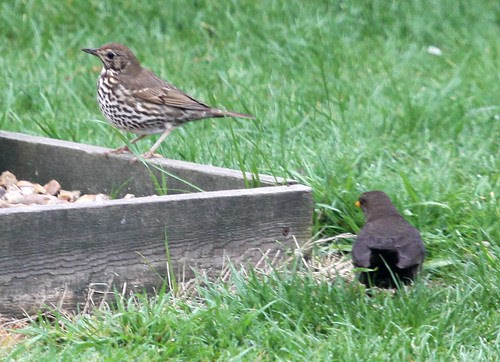 Thrush and Blackbird
