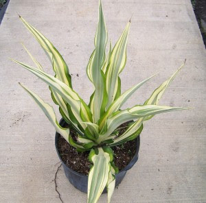 Drought-Resistant and Low Water Plants | Florida Nursery Mart
