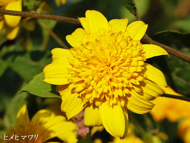 花図鑑 ヒメヒマワリ