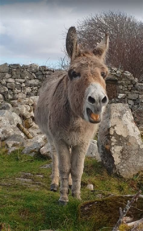 harriet  donkey sings opera  martin stanton