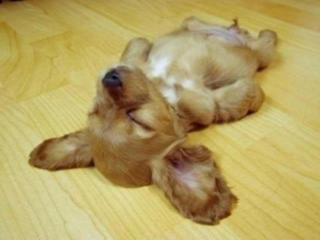 perros durmiendo en posturas increíbles. 