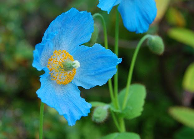 青いケシの花 写真共有サイト フォト蔵