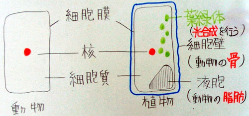 観察4 いろいろな植物細胞 ３年理科 生物 Takaの授業記録04