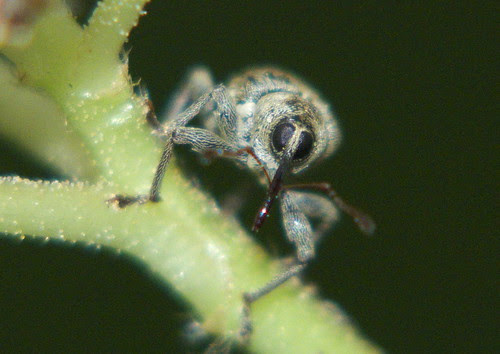 コナラシギゾウムシ