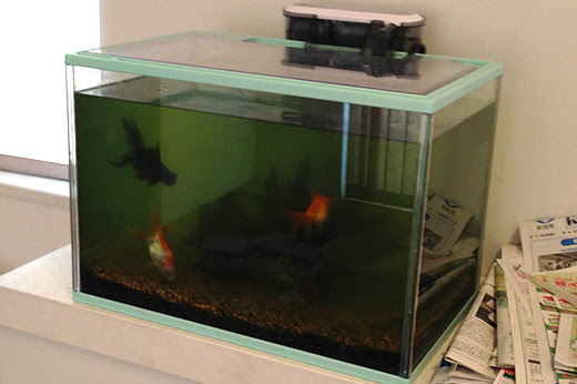 金魚の水槽にコケがつく原因は 水槽掃除の後のコケ対策は ぽちさんのひとりごと
