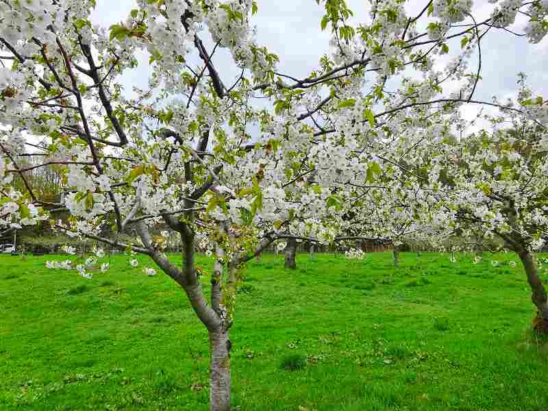 サクランボの花 ましけコラム