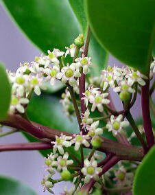 花 クロガネモチ 12月19日の花言葉 クロガネモチ 黒鉄黐 魅る魅るガーデニング