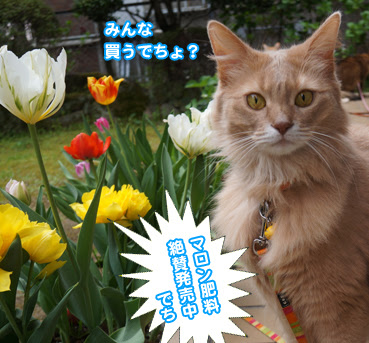 2313 チューリップ お散歩大好き猫ブログ