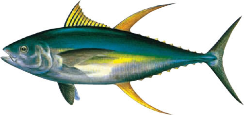 Q マグロの種類を教えて下さい よくある質問 極洋水産株式会社