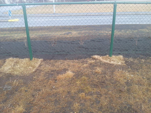Dog Park - Reykjavik Style