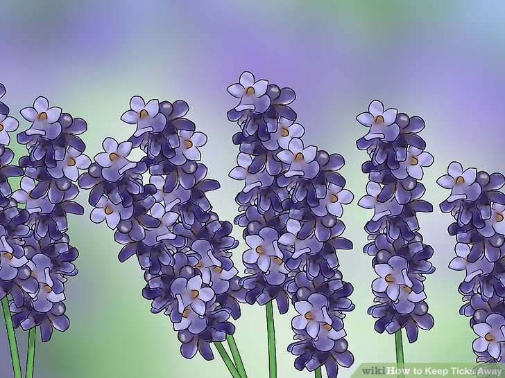 Keep Ticks Away Step 9 Version 2.jpg