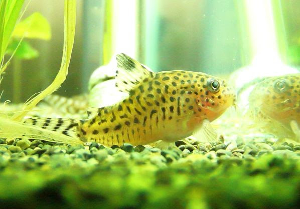 コリドラスのポップアイ その後の経過報告 気楽にコリドラス