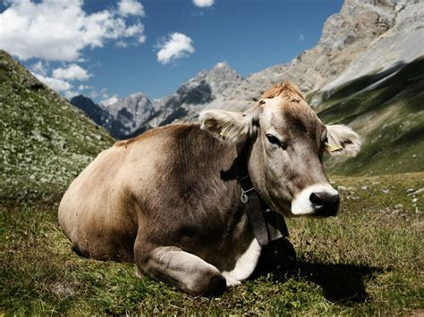 koleksi gambar macam macam hewan mamalia terbaru gambar hewan