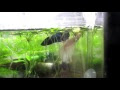 [最も欲しかった] ベタ 水草 寝る 342437-ベタ 水草 寝る
