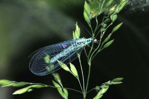 Blue lacewing 16762