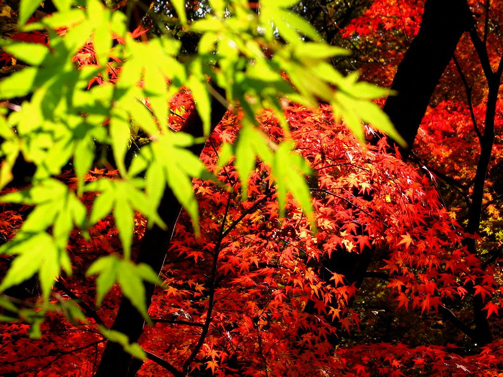 紅葉ともみじ 壁紙写真 四季の彩り壁紙写真集