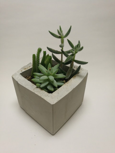 自作したモルタル鉢に植物を植える The Die Is Cast