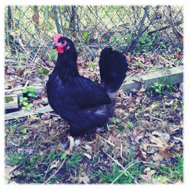 Buff Orpington my deck-lookout where I have to lookout for hungry ...