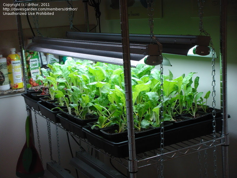 Vegetable Gardening: drthor picture (Winter Indoor Salad Garden)