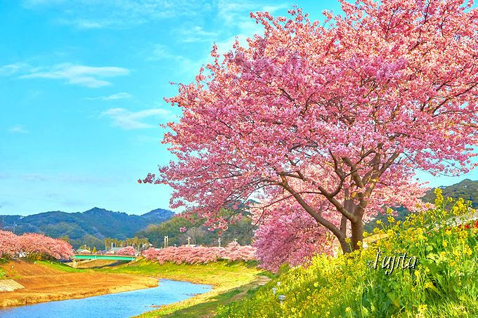 河津桜の絶景 南伊豆町 みなみの桜と菜の花まつり が美しい6つの理由 静岡県 トラベルjp 旅行ガイド