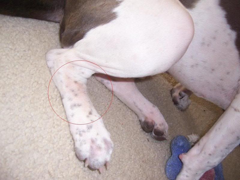 Mange In Dogs Early Signs