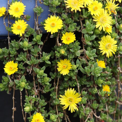 Yellow Flowers