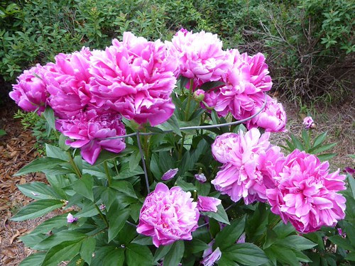 园艺 文学城博客