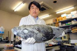 Asahi Com 白身魚のメロ 南極海で謎の大漁 温暖化で海流変化 地球環境