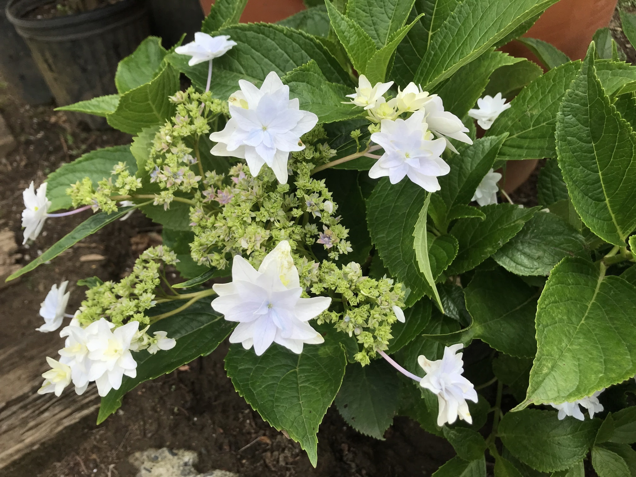アジサイ色々な種類 オタフク 隅田の花火 レモンウェーブ ノリウツギ