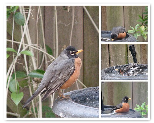 Robin Mosaic