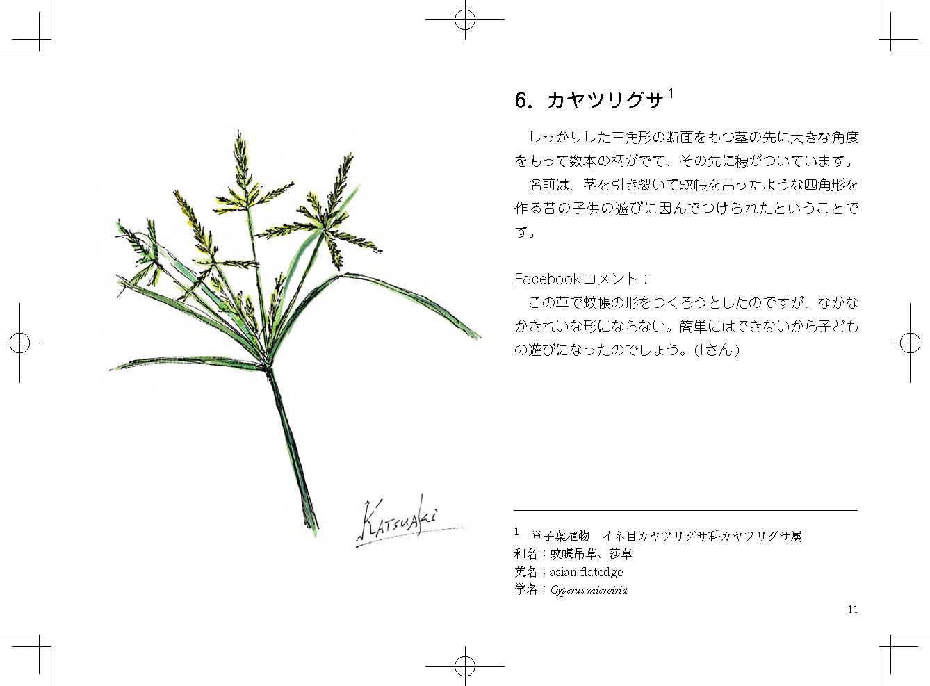 トップレート カヤツリグサ 断面