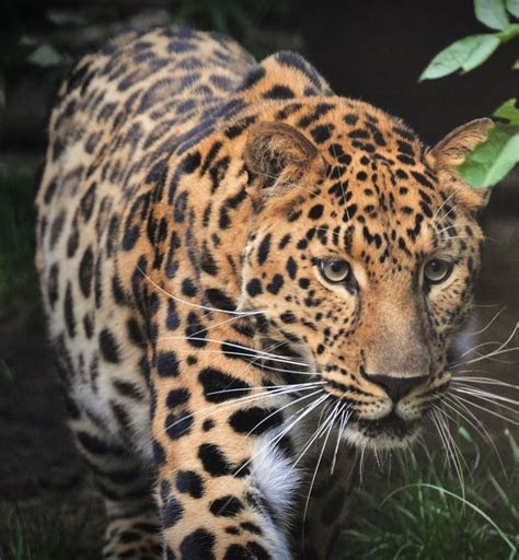 jenis fauna endemik  indonesia sebagai hewan unik