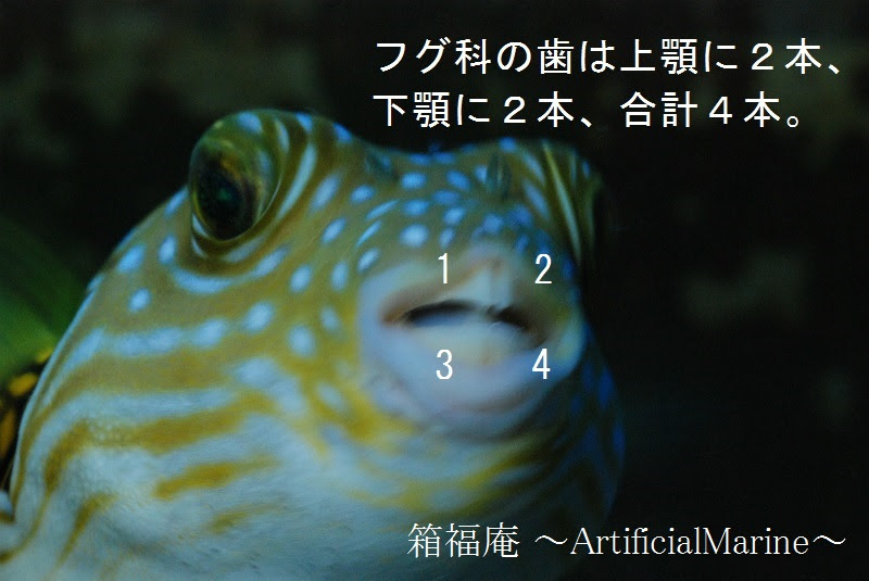 箱福庵 Artificial Marine ハコフグを知る 第一回 口編 ハコフグってフグ