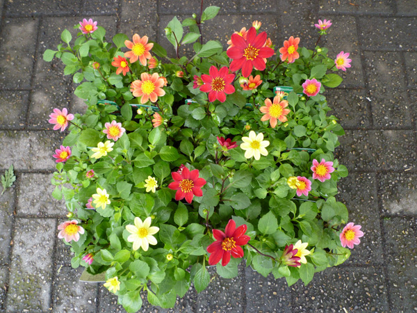 花苗 ガーデニング 花卸売通販 切花仲卸販売 花ネット 激安生花店 花の仕入れ市場