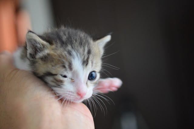 獣医師監修】猫クラミジアの症状・原因・治療法は？使用する薬や検査 - 猫 風
邪 治療 費