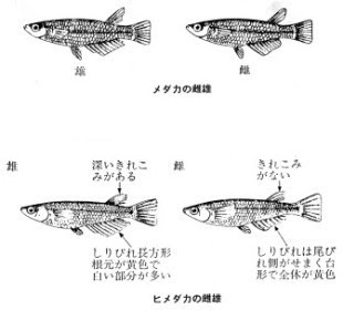メダカの飼育と観察 次のようなことが よく問題になる メダカの飼育がうまくいかない メダカの産卵のようすが見られない 水温とメダカの成長との関係がうまく観察できない １ 教材としてのメダカ メダカの分布 北海道を除く日本全域の平野