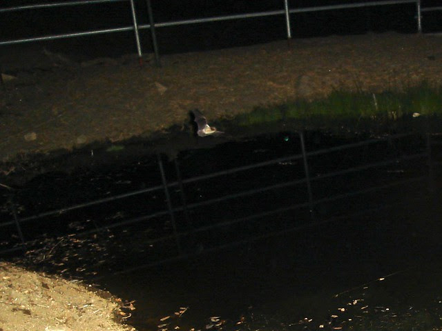 myotis bat