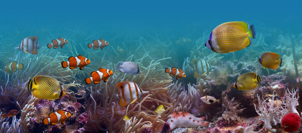 熱帯魚の森