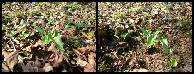 苔の研究レポート 006 ケト土の代わり 日本苔技術協会