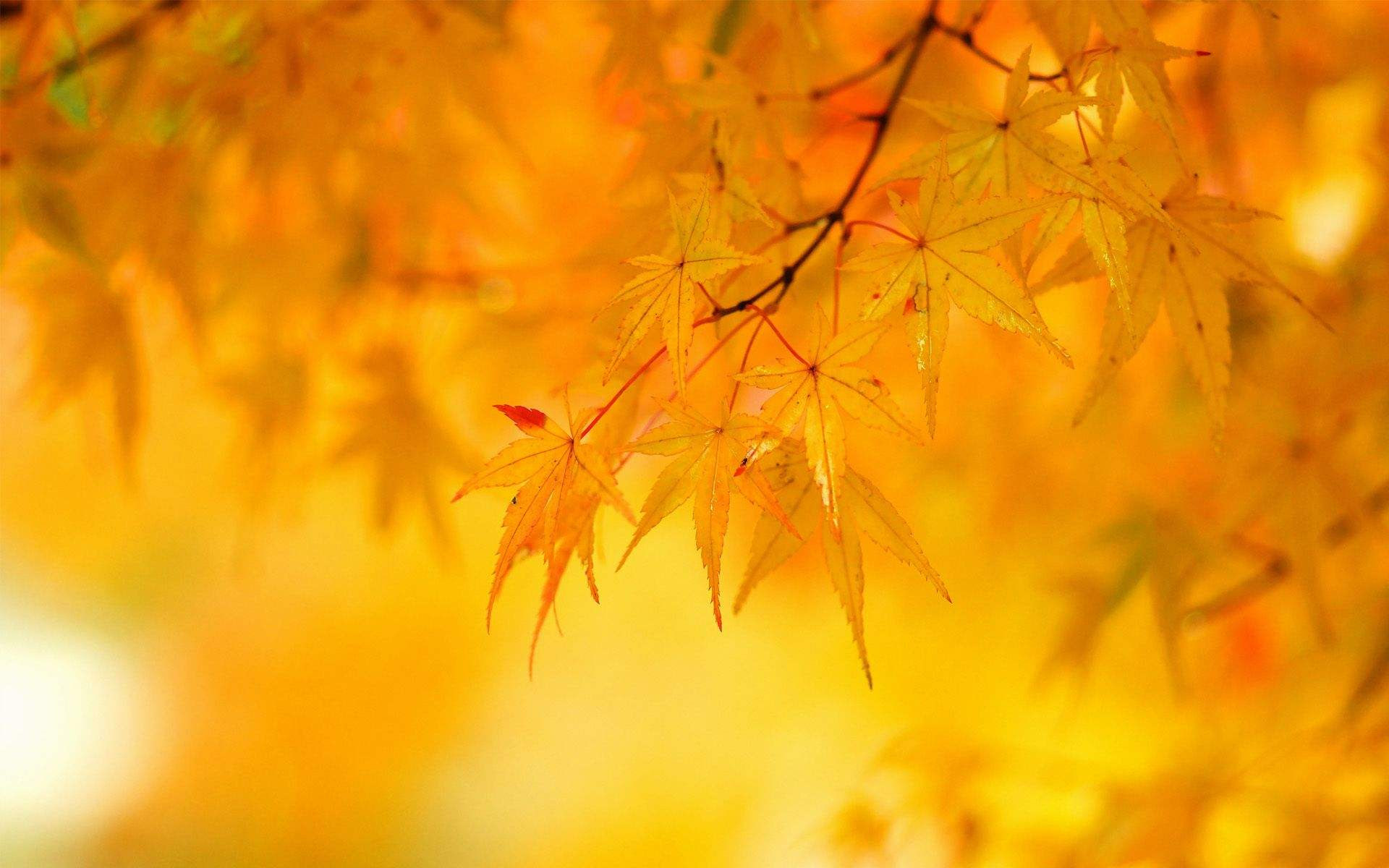 Download Yellow Backgrounds Image - Wallpaper Cave