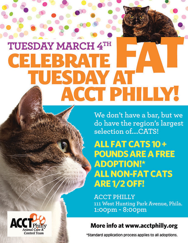 59 Top Pictures Free Cat Adoption Philadelphia / Free Cat And Kittens Until Saturday Acct Philly