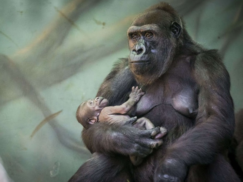 PHOTOS. Pendant ce temps-là, chez les animaux...