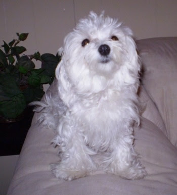 5 week old male Maltese puppy