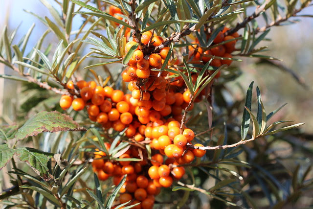 sea buckthorn - 無料写真検索fotoq