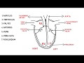 Easy Diagram Of Firefly